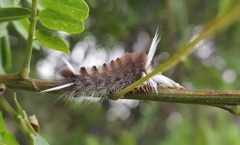Halysidota