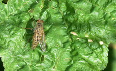 Therevidae