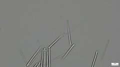 Calonectria
