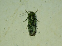 Mentaxya viridis