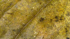 Calonectria