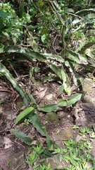 Hylocereeae