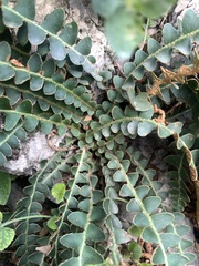 Asplenium ceterach
