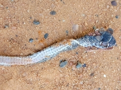Masticophis flagellum flagellum