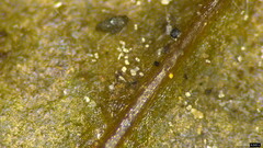 Calonectria