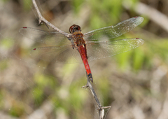 Tramea darwini