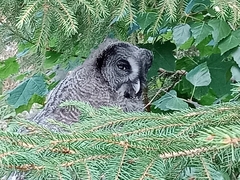 Strix