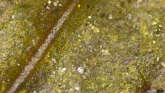Calonectria