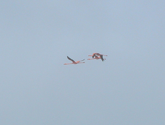 Phoenicopterus ruber