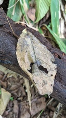 Calonectria