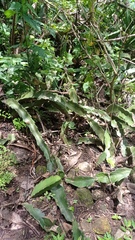 Hylocereeae