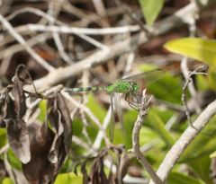 Erythemis vesiculosa