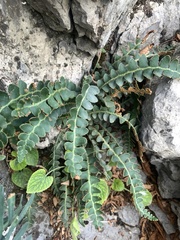 Asplenium ceterach