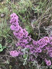 Erica mauritanica