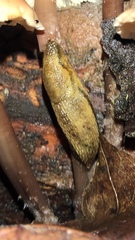 Arion intermedius