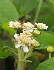 Montanoa tomentosa