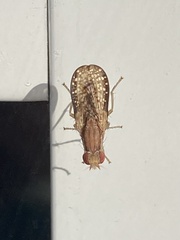 Trypetoptera canadensis