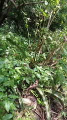 Hylocereeae