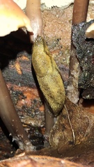 Arion intermedius