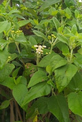 Montanoa tomentosa