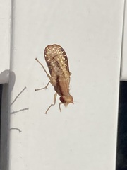 Trypetoptera canadensis