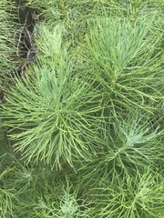 Hymenolepis crithmifolia
