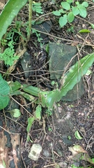 Hylocereeae