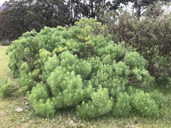 Hymenolepis crithmifolia