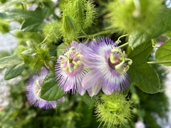 Passiflora ciliata