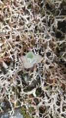 Aichryson villosum image