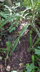 Hylocereeae