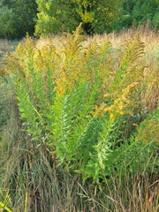 Solidago