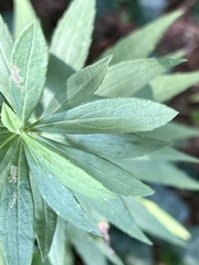 Nemorimyza posticata