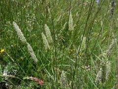 Alopecurus pratensis