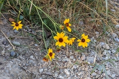 Coreopsis tinctoria