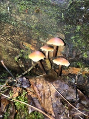 Arion intermedius