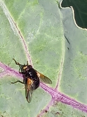 Mesembrina meridiana