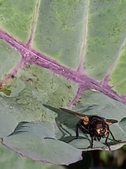 Mesembrina meridiana