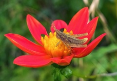 Pyrgomorphidae