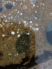 Chitonoidea
