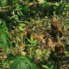 Bambusicola thoracicus