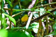 Myioborus miniatus