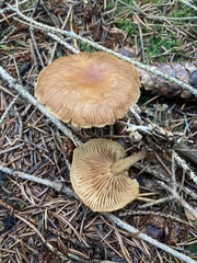 Collybiopsis peronata
