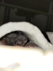 Pipistrellus abramus