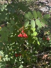 Sorbus scopulina