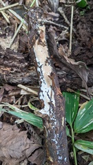 Steccherinum nitidum