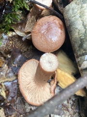 Lactarius quietus