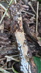 Steccherinum nitidum