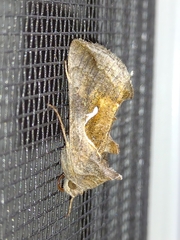 Anagrapha falcifera
