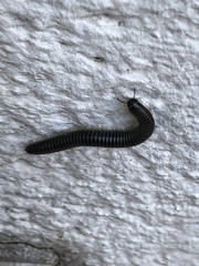 Ommatoiulus sabulosus